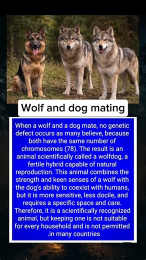 ✨ TINYTALES ✨ ❤️ SUBSCRIBE on Instagram‎: "The Wolfdog 🐺🧬 | Nature’s Most Misunderstood Hybrid Not a myth. Not a regular dog. When a wolf and a dog cross paths, something rare is born — the wolfdog. A creature walking the thin line between wilderness and domestication. Powerful, intelligent, emotionally complex, and far more sensitive than most people realize. This hybrid is legal in some places, restricted in many, and absolutely not for everyone. This video reveals the side of the wolfdog mo