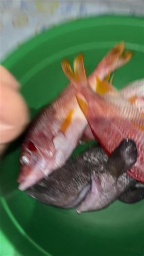 Steamed fish, island pancake, rice & extra laughter 😂 | Steamed Fish