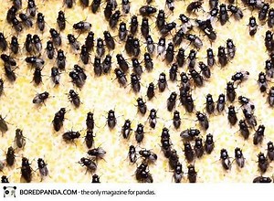 Insect Vomit-Infused Artwork