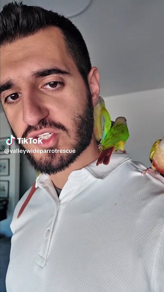 Growing Up: Adorable Baby Conures on My Shoulder