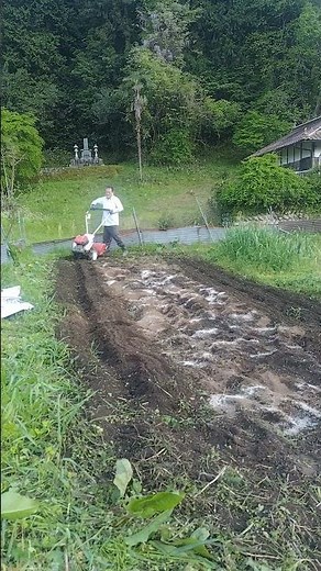 本日の作業 令和7年５月2日 生姜植え付けのための畑の準備 苦土石灰、鶏糞を混ぜる