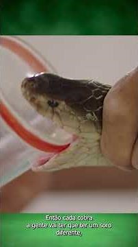 E como funciona o soro antiveneno?