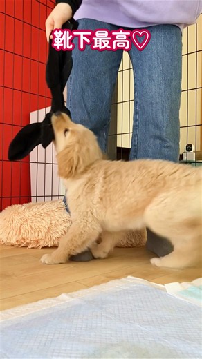 【ゴールデンレトリバー子犬】ゴルパピが大好きなもの #ゴールデンレトリバー子犬 #癒し #かわいい