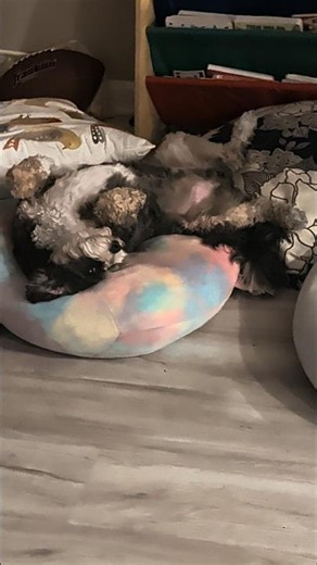 Cute Cavapoo Puppy Sleeps On A Squishmallow