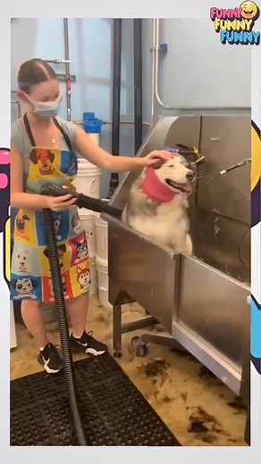 3.4K views · 29 reactions | Huskies funny compilation part 9 | Funny funny funny | Facebook