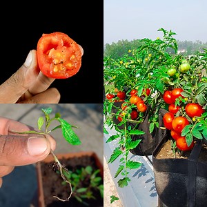 Best & Easy method for growing tomato plant at home roof || From seeds to harvest | DIY IndoorGarden