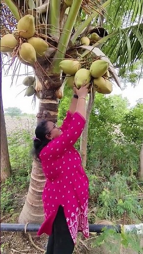 Top Coconut Expert Reveals Best Harvesting Techniques