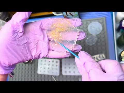 UV Resin Art! My First Ever Try! Moulding Octopus! With Chameleon Powder! #temu