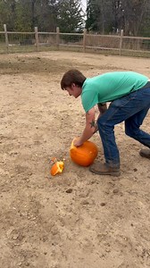 Pumpkin smash for the cows🎃 #eagleeyefarm #Farmgirlfab #cows #highlandcattle #agriculture #PumpkinSmash #pumpkin | Eagle Eye Farm