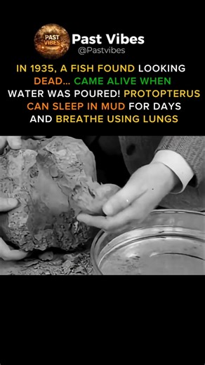 A “dead” fish came alive with water! The shocking truth of Protopterus fish #youtubeshorts #trending