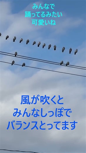鳩さんのダンス クスッと笑ってしまう微笑ましい光景