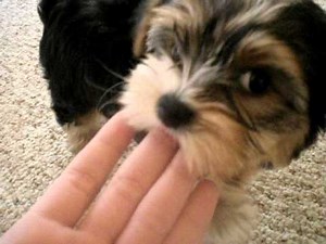 Cute Morkie Puppies
