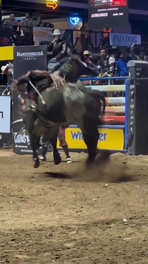 El TriCampeon para Cuernos Chuecos, Alvaro Alvarez logra su toro para la Final de CCH en Queretaro #rodeo #cowboy #mexico Video Cortesía de Castorena Photography | Pedro Castor Rodeo