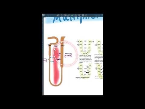 Countercurrent Multiplier System I Noor Sherif I Physiology Made Easy