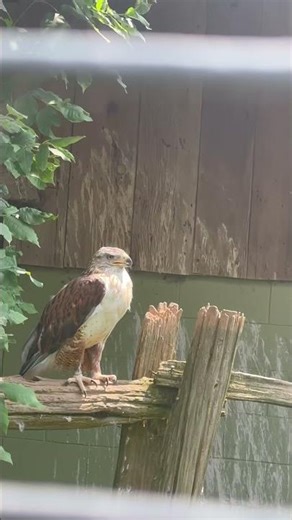 The Ferruginous Hawk aka Iron Hawk is the largest hawk in North America #hawk