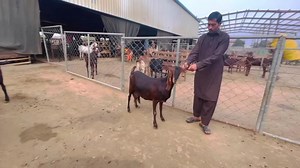 8.1K views · 283 reactions | 2 Goat Abortions || حاملہ بکریوں کو بچے گرانے سے روکنے کا طریقہ | Goat Land Farms | Facebook