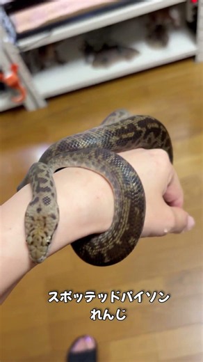 大きくなってきたスポテッドパイソン #爬虫類動画 #爬虫類 #reptiles #爬虫類のいる生活 #スポッテッドパイソン #ドワーフパイソン #ヘビ #snake