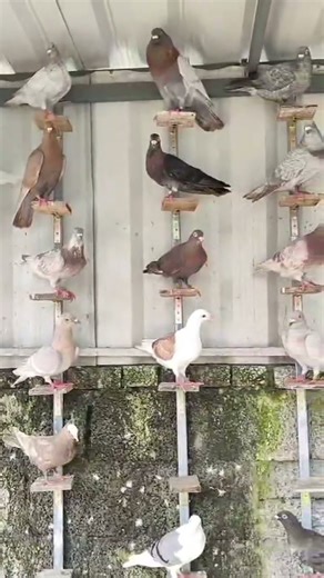 German racer pigeon setup #kabutor #populerpigeon #fancyanimal #fancyanimal #pigeonhouse
