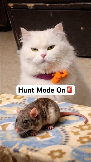 Coco the killer is Back🚨 #shorts #dog #husky #rottweiler