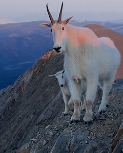 'We'd just reached the summit and these mountain goats appeared like 'no big deal' 😂🐐 | LADbible