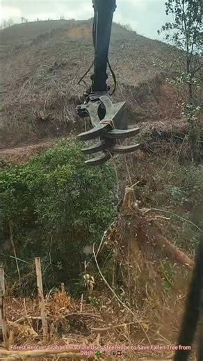 Forest Rescue: Grabber Machine Uses Steel Rope to Save Fallen Tree from Ditch! 🌲🦀