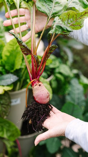 GreenStalk Garden | Growing Beets in the GreenStalk 💜⁠ ⁠ ◾️ Plant Care:⁠ Thin seedlings gently to avoid disturbing roots. Most beet seeds grow multiple... | Instagram