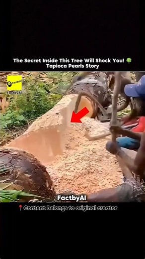 The Secret Inside This Tree Will Shock You! 🌳🥤 | #facts
