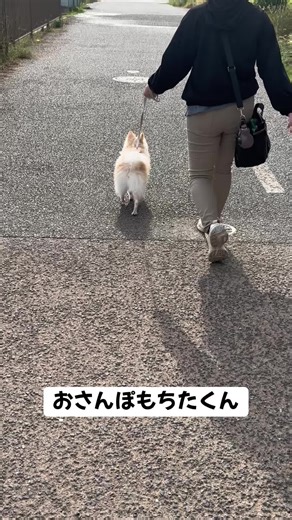 #犬 #こいぬ #子犬 #子犬のいる生活 #ポメチワ #ポメチワのいる生活 #犬のいる暮らし #犬動画 #いぬのいる暮らし #犬好きと繋がりたい #犬がいる幸せ #わんこ #わんこのいる生活 #わんこ #わんこのいる生活 #わんこのいる暮らし #dog #dogtok #dogsoftiktok #doglovers #doglife #ペットカメラ #見守りカメラ #動物の癒し動画 #動物 #動物コレクション #動物動画 #おすすめにのりたい #おすすめ #animal #ヒカキンボイス