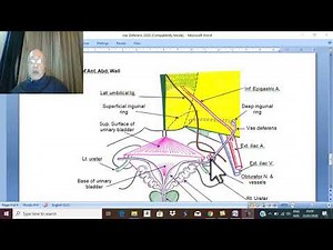 Anatomy Urogenital Module 19 ( Vas Deferens ) , by Dr. Wahdan
