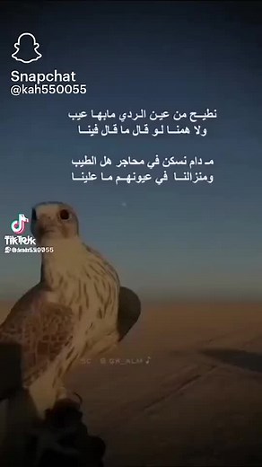 Falconry Training: A Close-Up Look at a Falcon