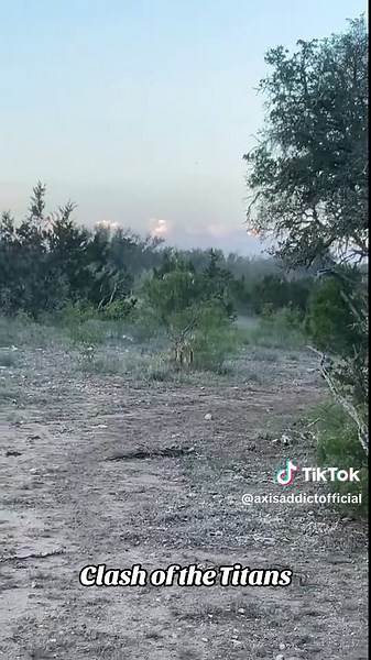 Clash of the Titans: Texas Axis Deer Hunting Adventure