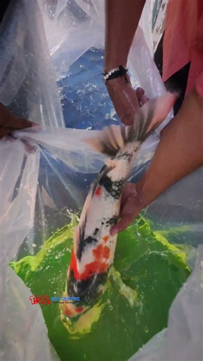 HQ imported 🇯🇵🇮🇳 jumbo koi are Shipped to Madurai. to buy ☎️ us @ +91 7904218080