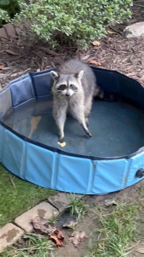 Yummy! #raccoons #snacks | Matthew Wilson