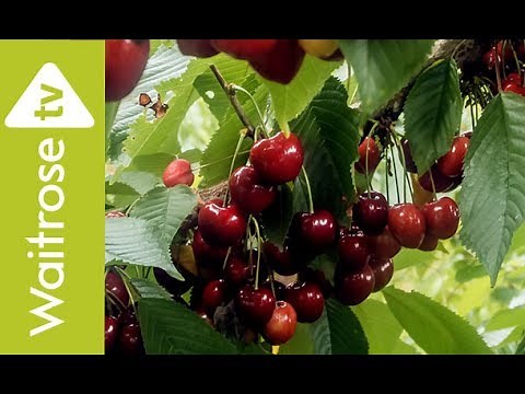 Cherries Time Lapse | Waitrose