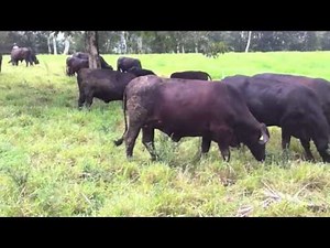 Philippine Angus Cattle