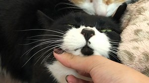 【Seniorgirl猫片】老母亲终于回来了，哥哥来撒娇了！