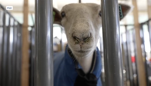 Kern County Fair Board keeps livestock catalog, plans changes after drug testing concerns