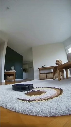 This Robot Vacuum Meets Dog Poop! #funny #dog #poop