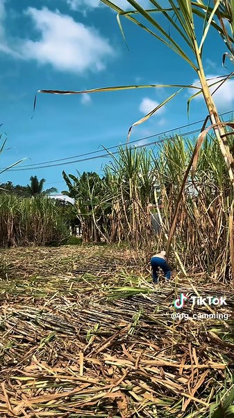 Tebang Perdana Tebu Sendiri PG Camming