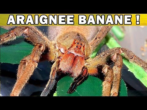 L’ARAIGNÉE LA PLUS DANGEREUSE DU MONDE, L’ARAIGNÉE BANANE ! - EUBLEPHARIS