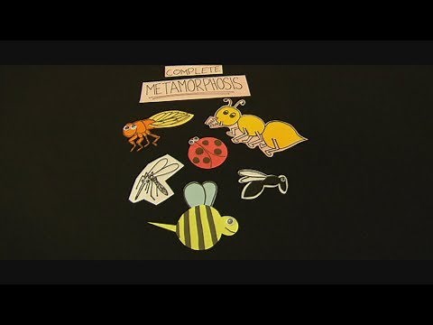 Insects and Life Cycles!