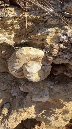 It happens….. #fossils #fossilhunting #ammonites #texas #fyp | fossil hunting