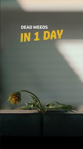 Spruce: Hardworking & Worry-Free Weed & Grass Killer