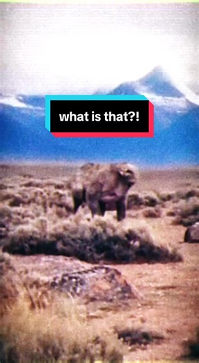 insane footage of unknown species of alien like creature caught on film in Alaska wilderness in 1977 real or hoax? #alien #alaska #cryptid #amazing #unreal