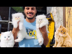Persian cat price in Lahore - Triple Coat Punch Face Cats - Tollintion Market Lahore - CatMarket ||
