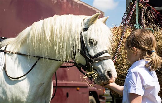 ‘A good one is priceless’: what makes a perfect first pony?