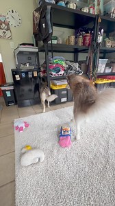 2.4K views · 35 reactions | NENA'S  AVAILABLE FOR ADOPTION...