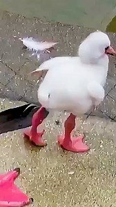 “Descubre por qué los flamencos duermen sobre una sola pata, una extraña costumbre que esconde una impresionante estrategia de supervivencia.” | Historias Misteriosos