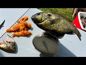 Santee ShellCracker!! 2025