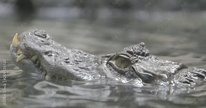 The spectacled caiman (Caiman crocodilus), also known as the white caiman or common caiman